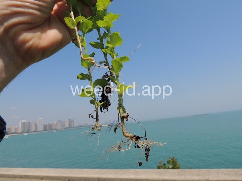 venuslookingglass, common